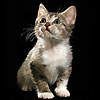 Benutzer Avatar